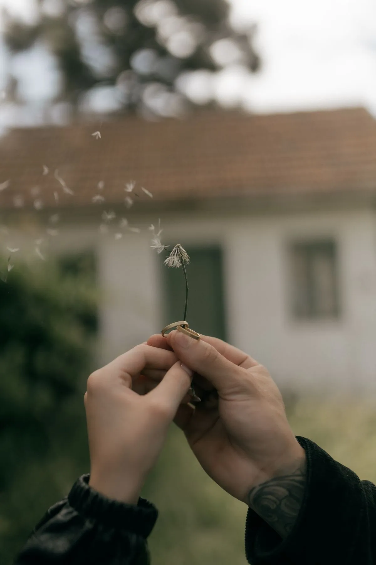Hands gently releasing dandelion seeds into the air