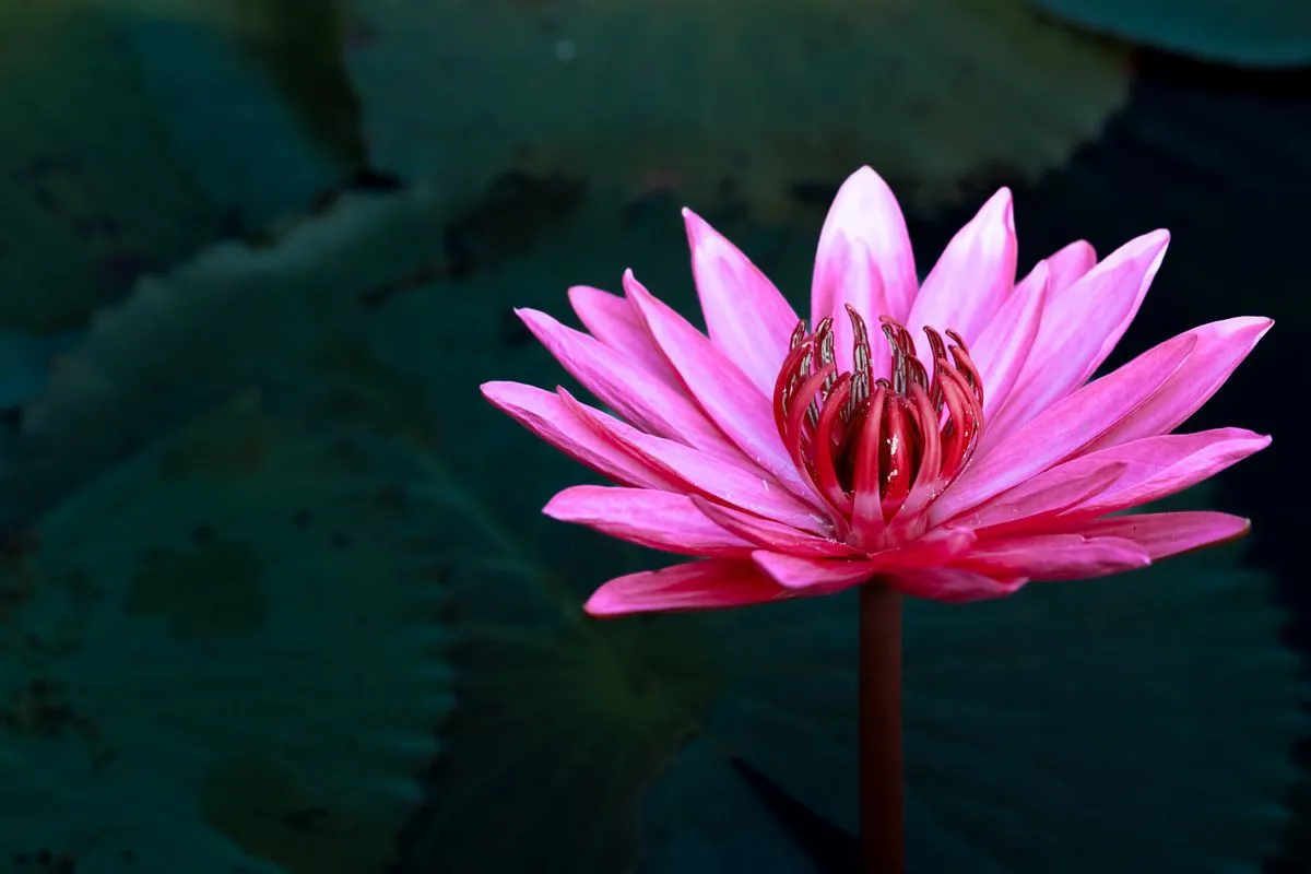A vibrant pink lotus flower blooming in a calm pond